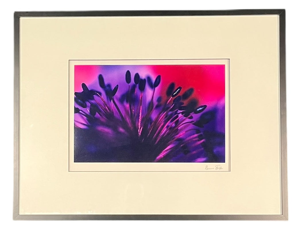 "ANOMEL" CIBRACHROME PRINT BY DENNIS STOCK