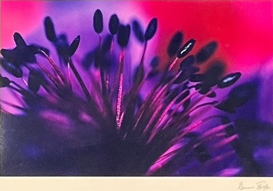 "ANOMEL" CIBRACHROME PRINT BY DENNIS STOCK