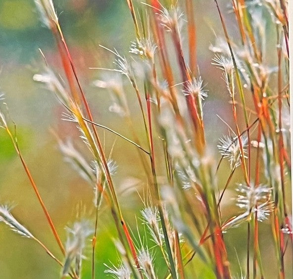 KEN BREMER "SUMMER GRASS" PHOTOGRAPH
