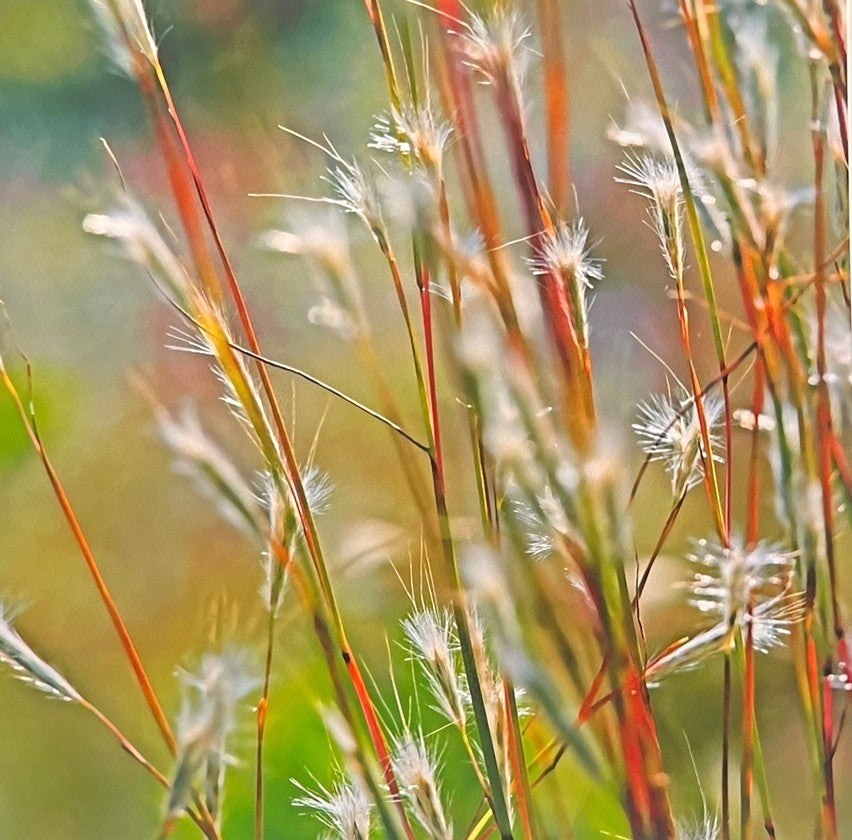 KEN BREMER "SUMMER GRASS" PHOTOGRAPH
