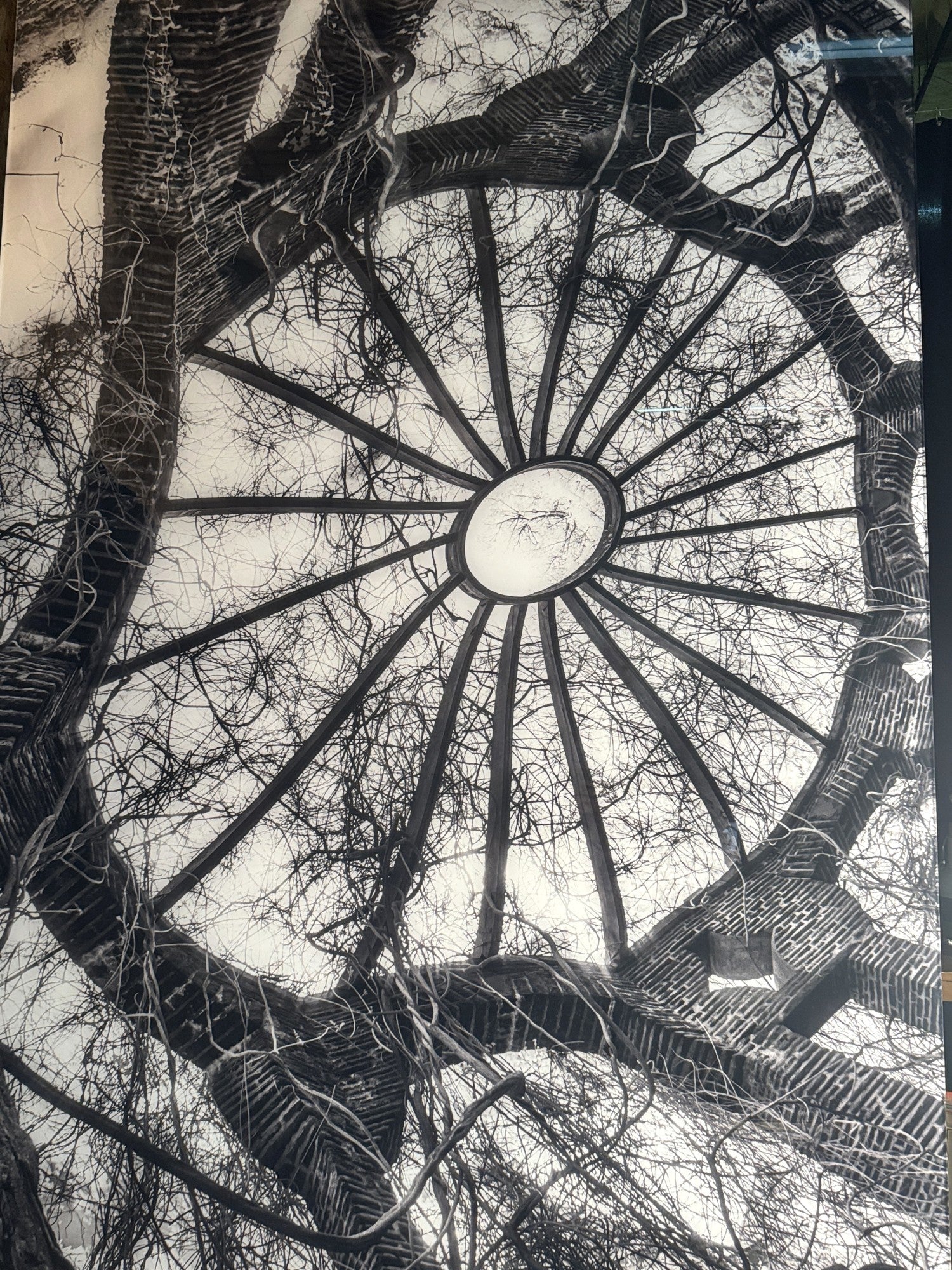 BLACK AND WHITE NATURAL SPIRAL ON LUCITE