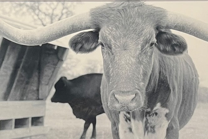 BRITTNAY HANSEN "AMIGO" PHOTOGRAPH